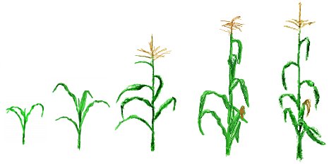 corn drawings